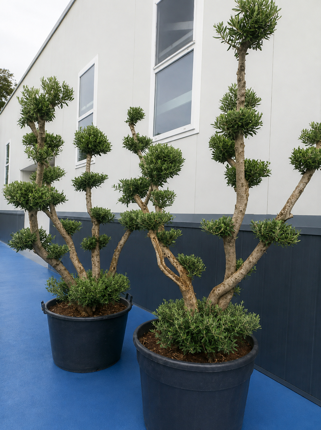 Olea